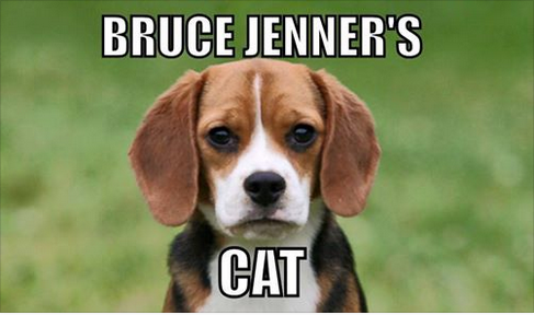 bruce-jenners-cat.png